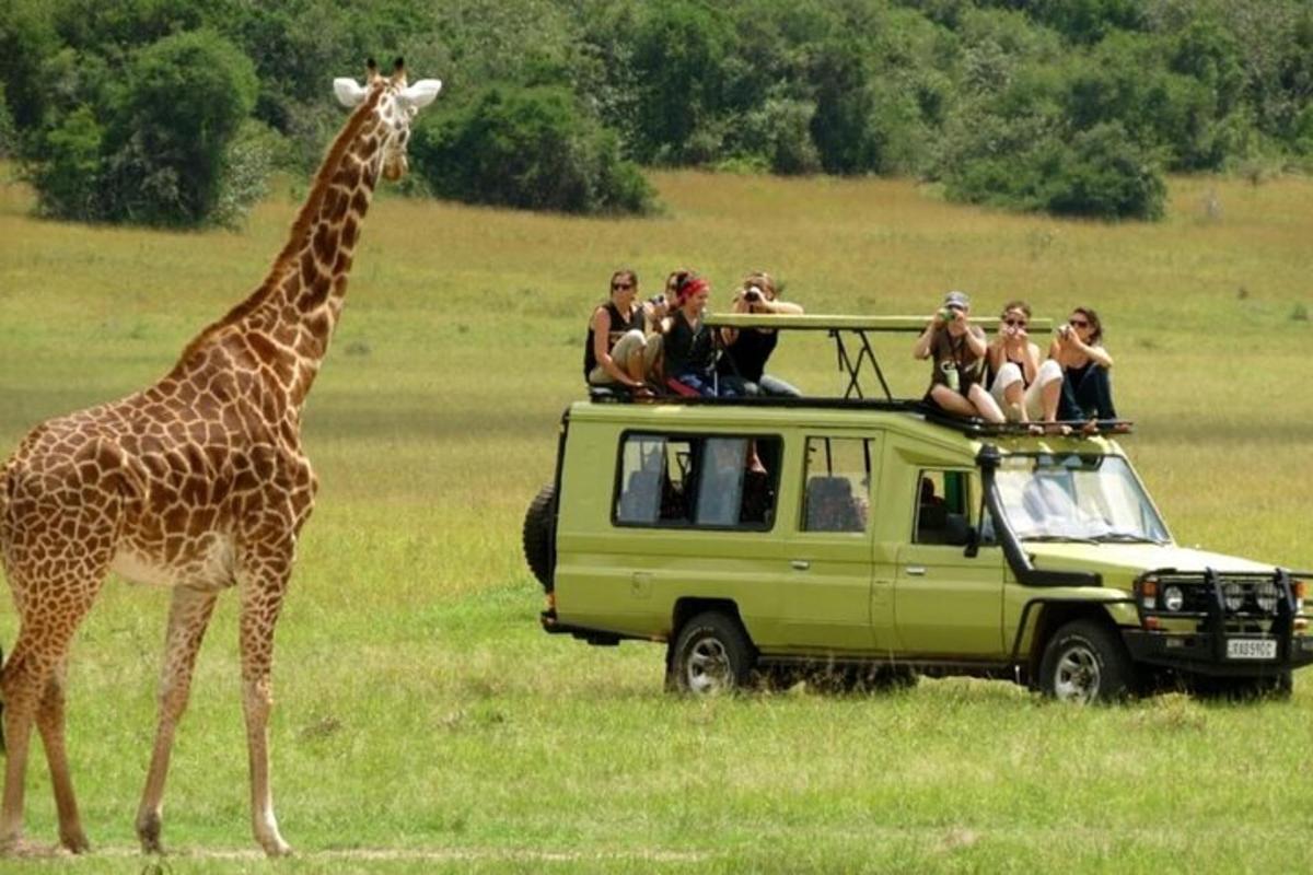 una girafa al costat d'una furgoneta verda amb gent