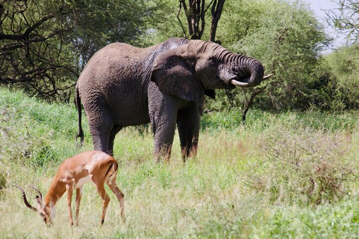 un elefant și o gazelă într-un câmp cu o căprioară