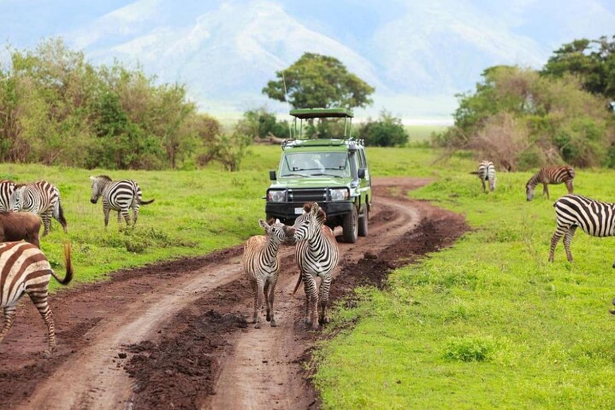 una mandria di zebre attraversa una strada sterrata con un camion
