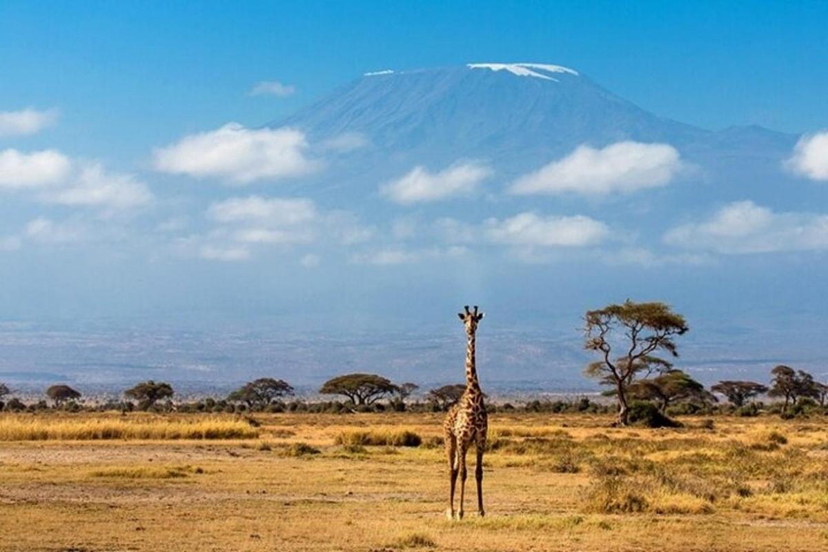 o girafă stând pe un câmp cu un munte în fundal