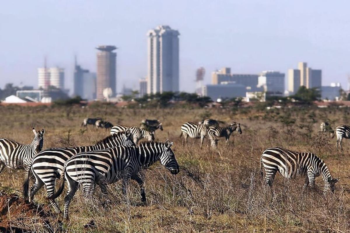 sekumpulan zebra meragut di padang dengan sebuah bandar