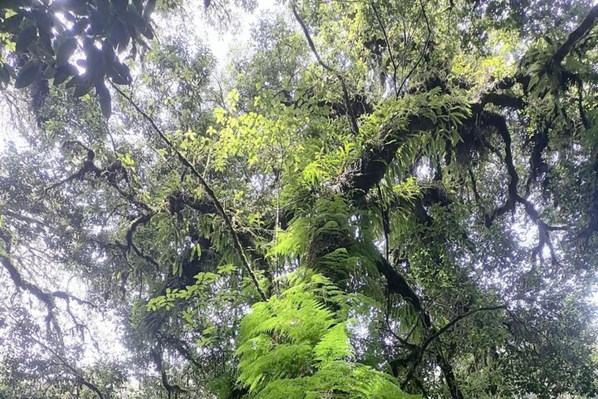 una foresta piena di rigogliosi alberi verdi