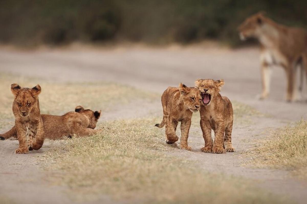 a group of lions walking down a dirt road