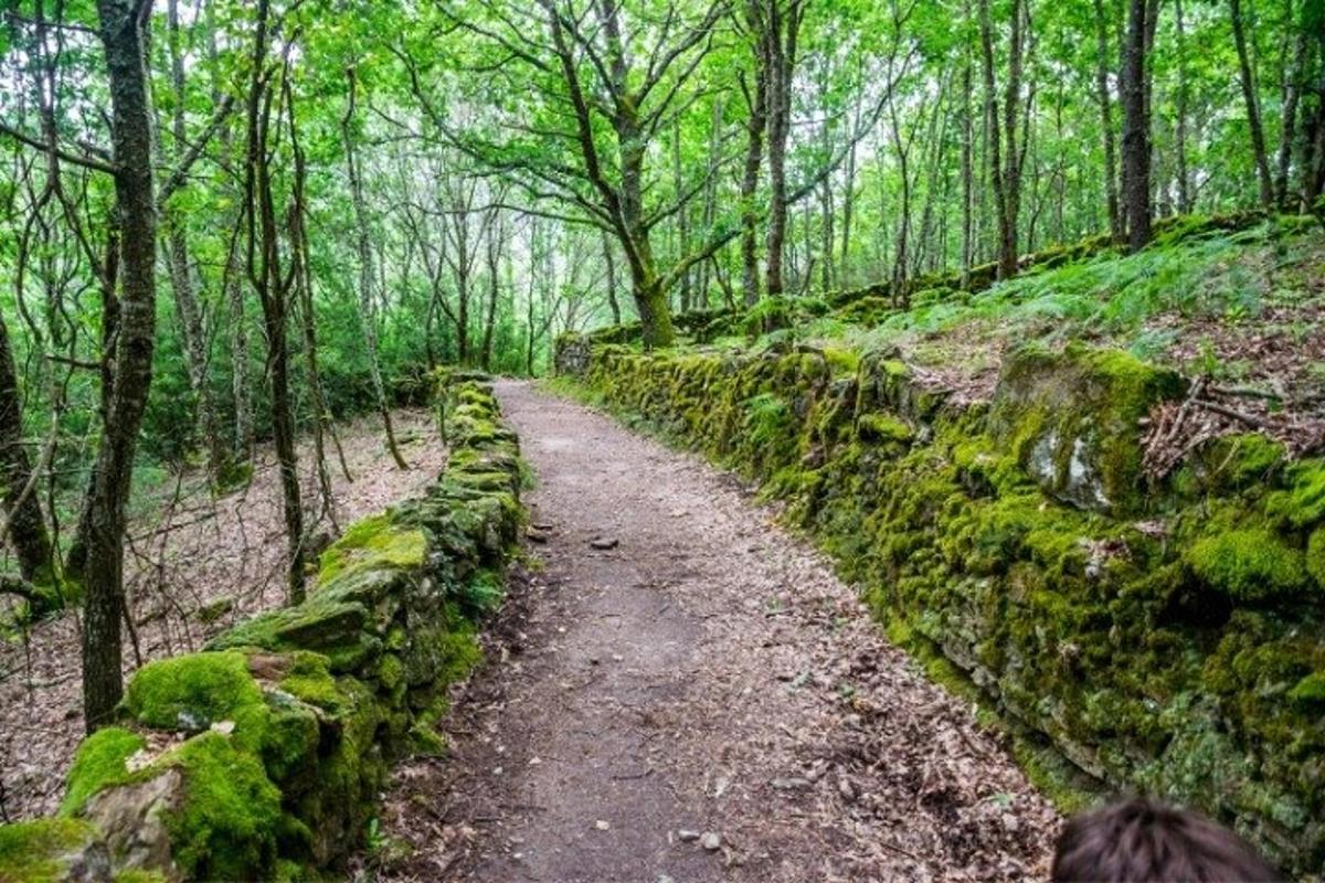 hiekkapolku metsässä, jonka seinämä on sammaleinen