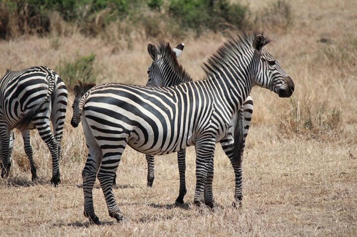 sekelompok zebra berdiri di ladang
