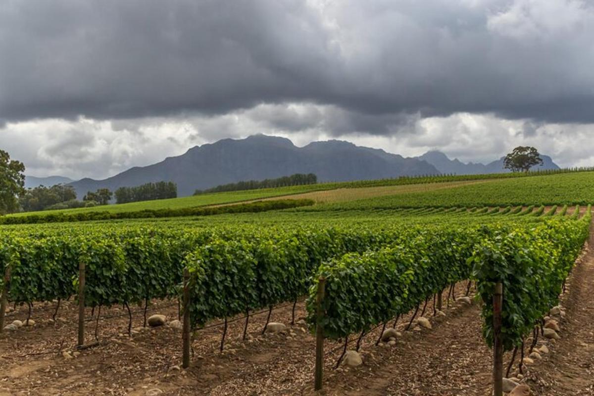 a field of vines with mountains in the background
