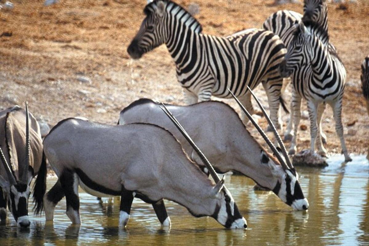 sekumpulan zebra dan haiwan lain di dalam air