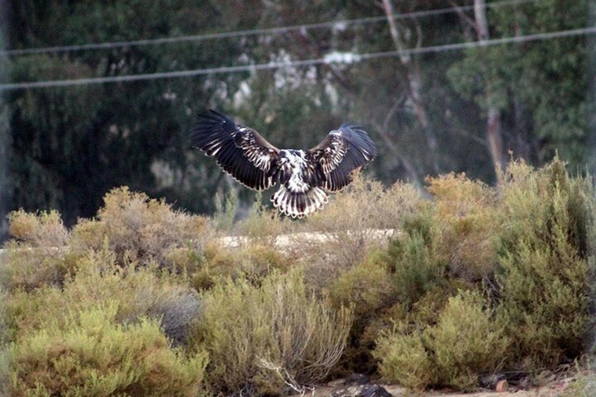 burung terbang di udara di atas padang