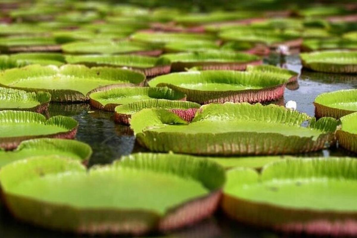 a group of green leaves on the water