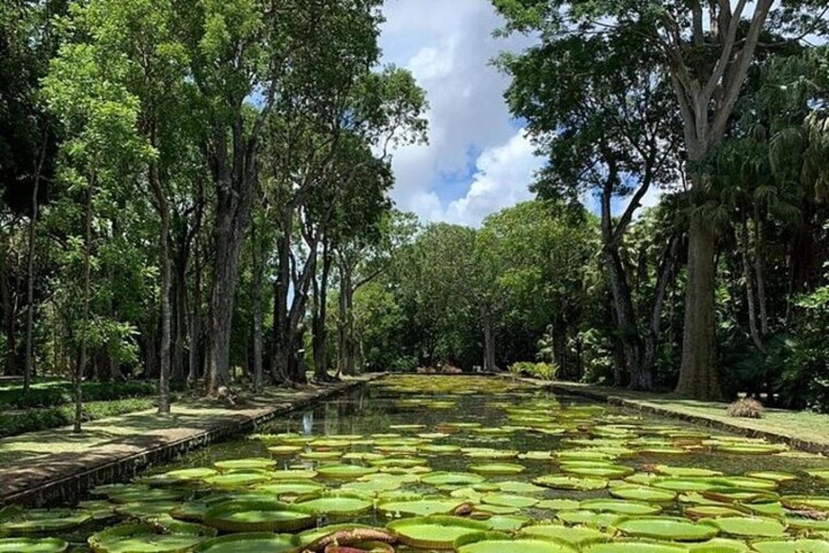 a large pond filled with lily pads in a park