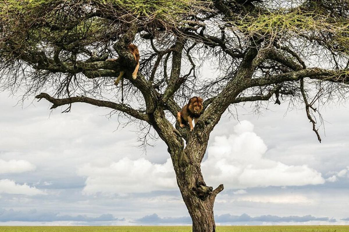 due scimmie sedute in cima a un albero