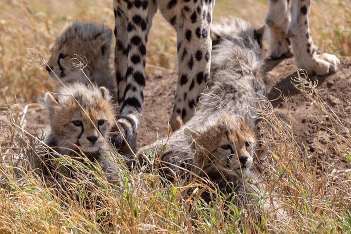 una giraffa in piedi accanto a tre leoni nell'erba