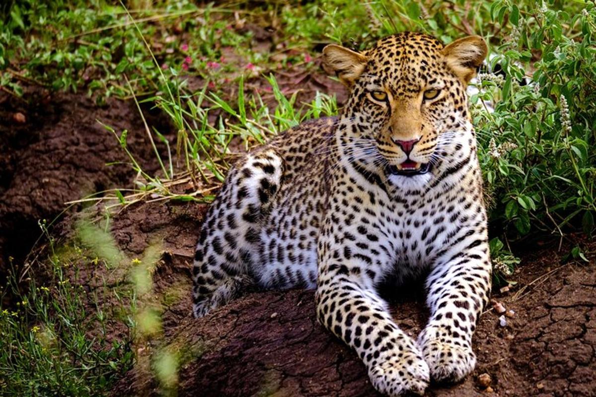 un leopardo sdraiato a terra nell'erba