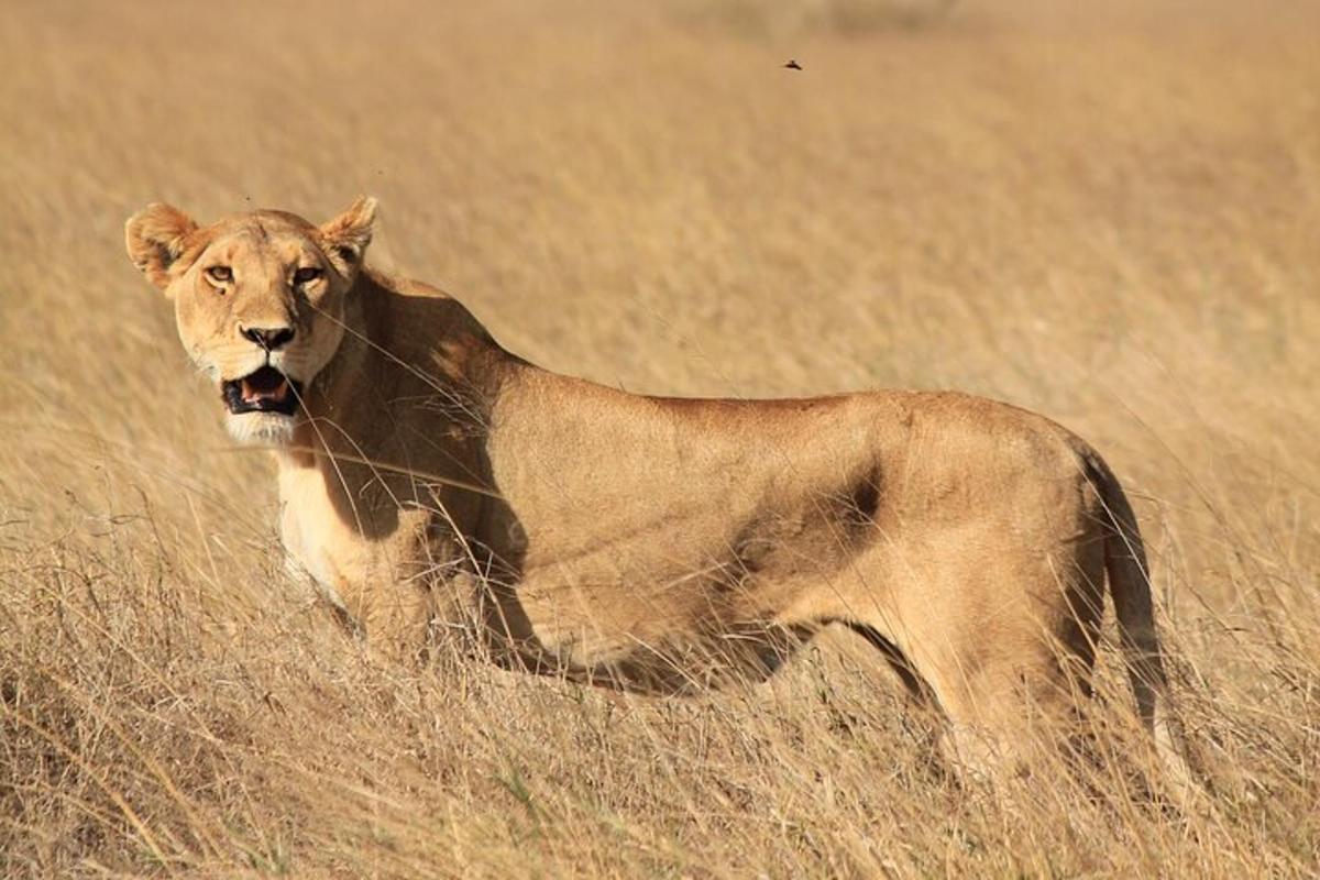 un lleó dempeus en un camp d'herba alta