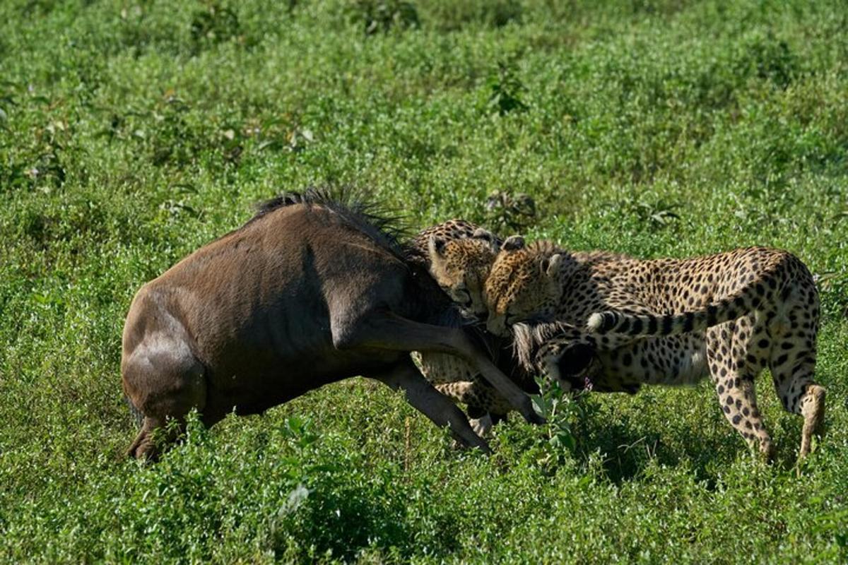 un ghepardo che combatte con un animale morto in un campo