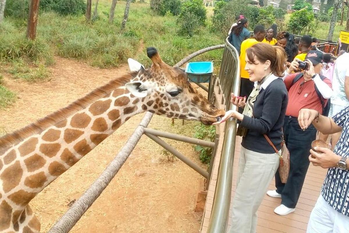 uma mulher alimentando uma girafa em um zoológico