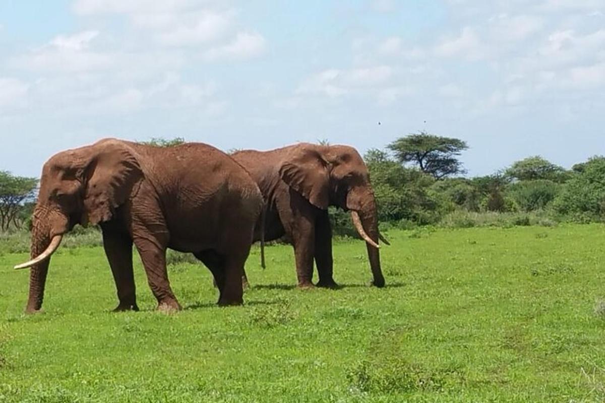 two elephants standing in a field of grass
