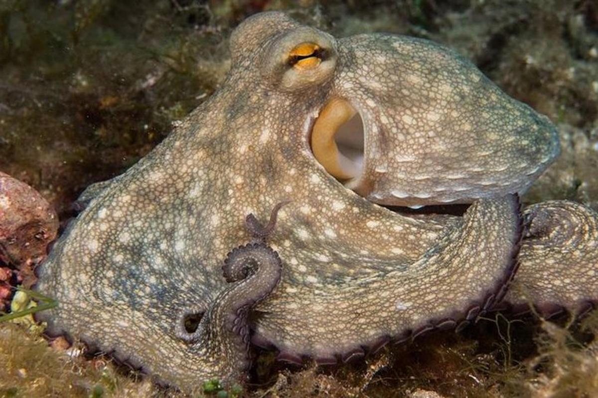 Un pulpo está tendido en el suelo