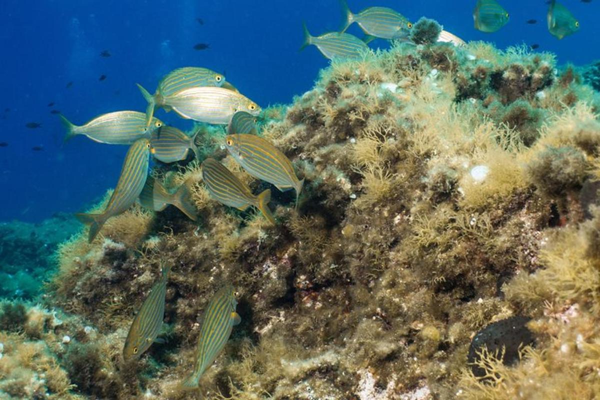 un grupo de peces en un arrecife de coral