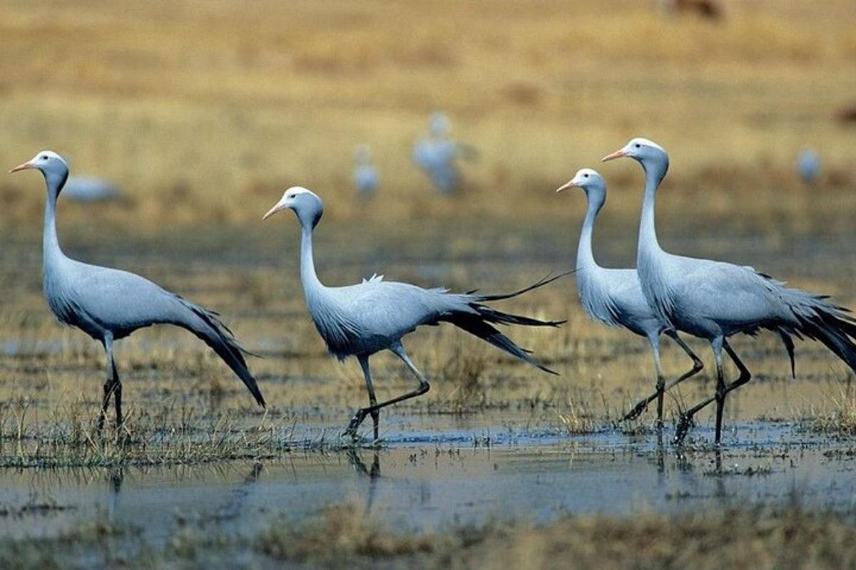 un grup d'ocells caminant per l'aigua