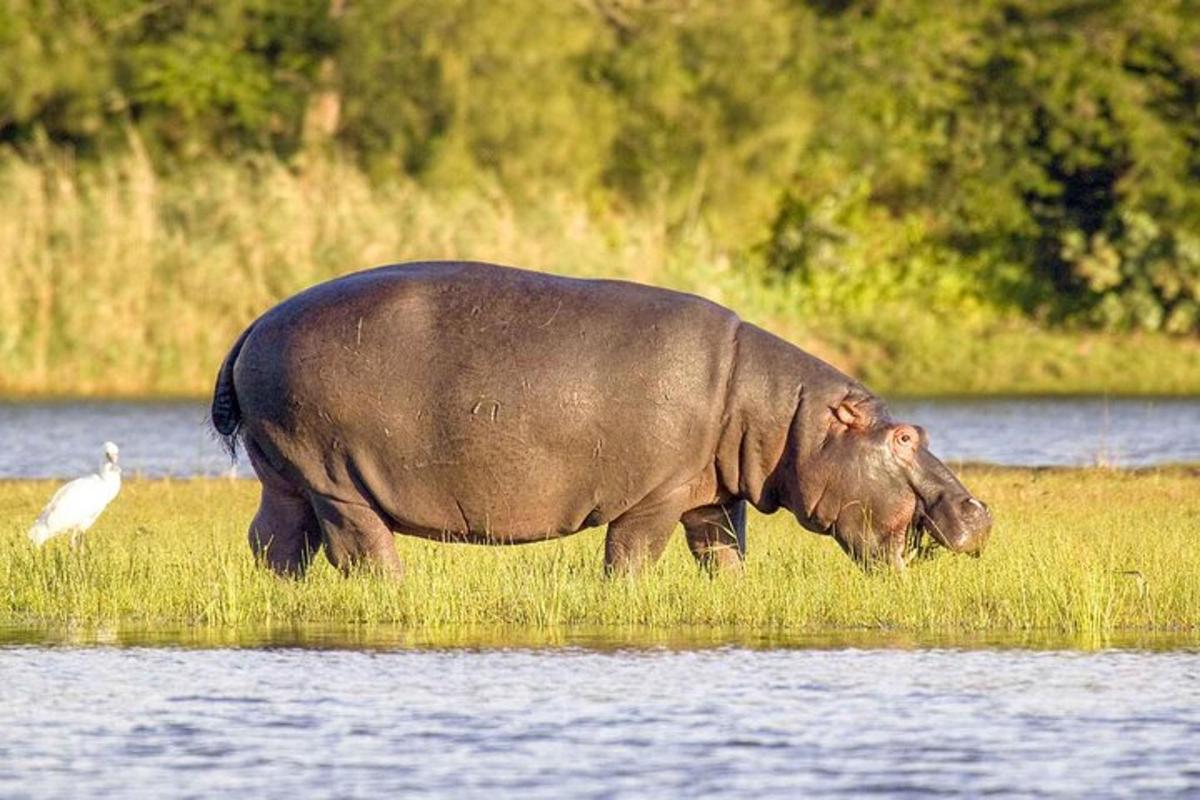 um hipopótamo pastando na grama perto da água