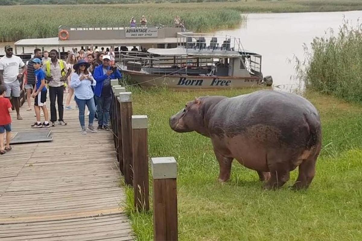 Velký hroch stojící vedle mola s lodí