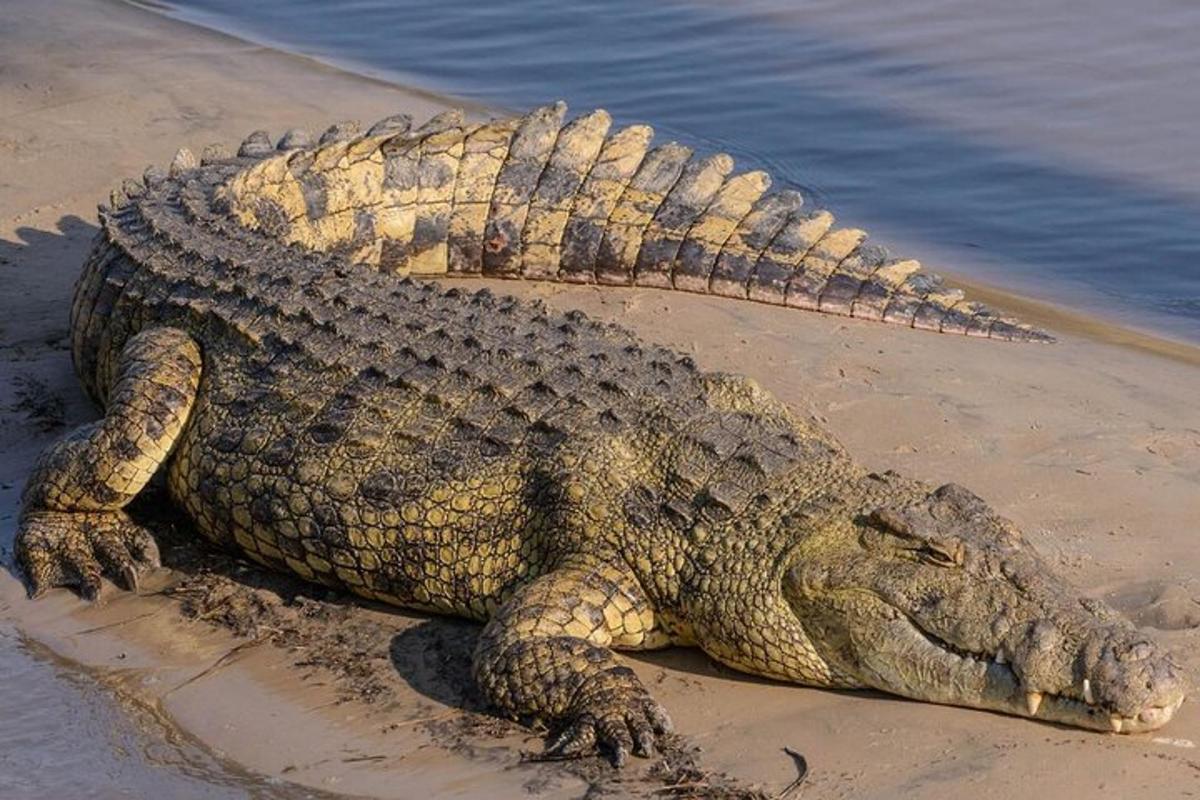 aligator leži na pesku ob vodi