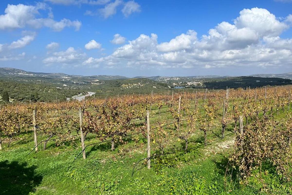 Un viñedo con un racimo de uvas en un campo