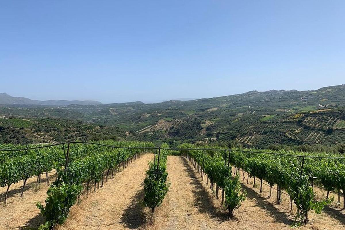 Una hilera de vides en un viñedo con montañas al fondo