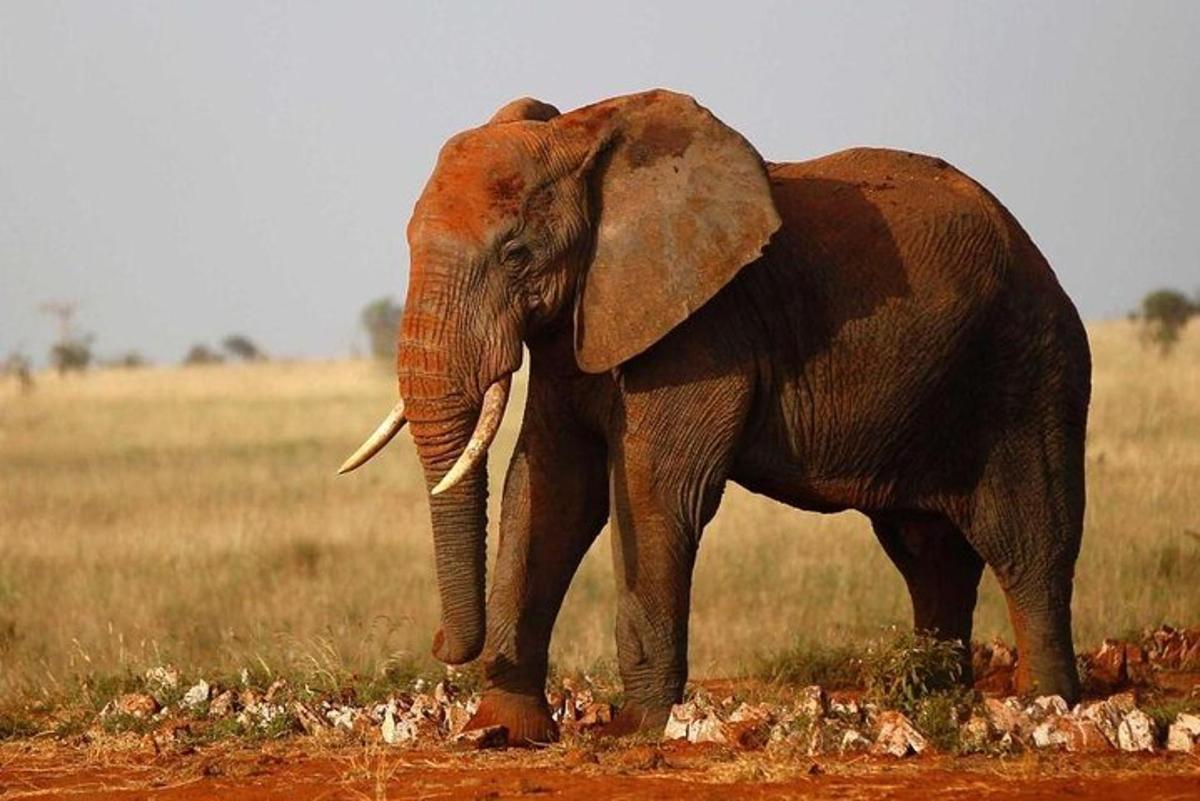 seekor gajah berdiri di ladang