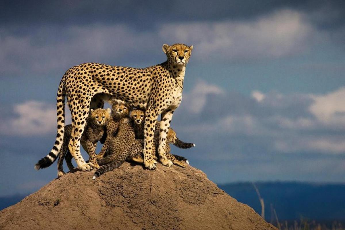 seekor cheetah berdiri di atas batu dengan dua anaknya