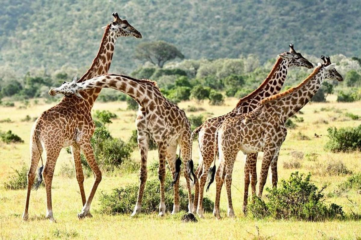 een groep giraffen die in een veld staan