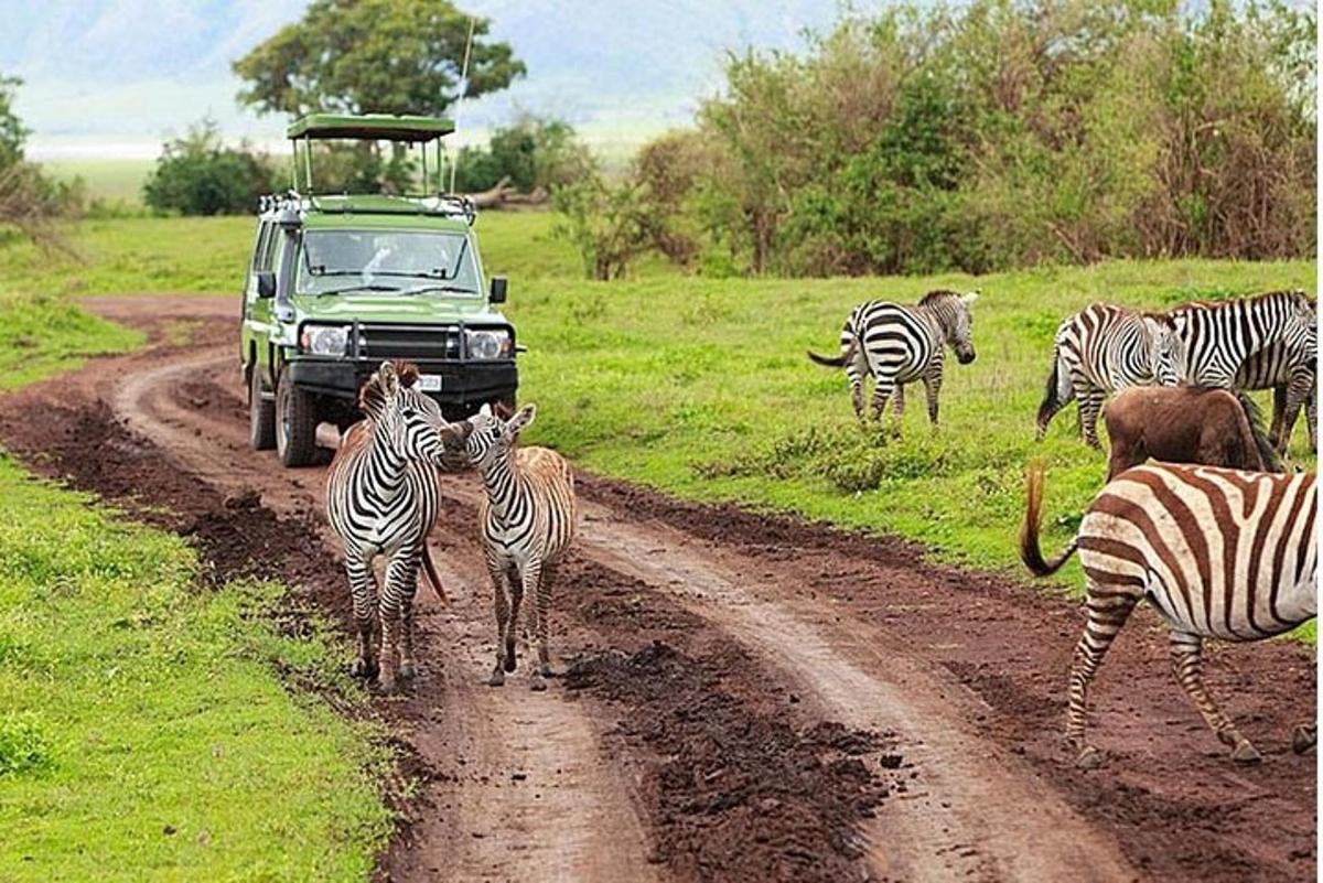 Una manada de cebras y un camión verde en un camino de tierra