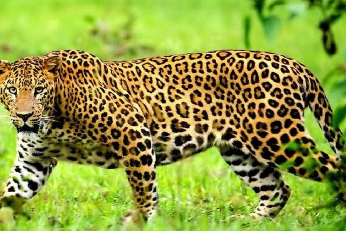 egy jaguár sétál egy füves mezőn