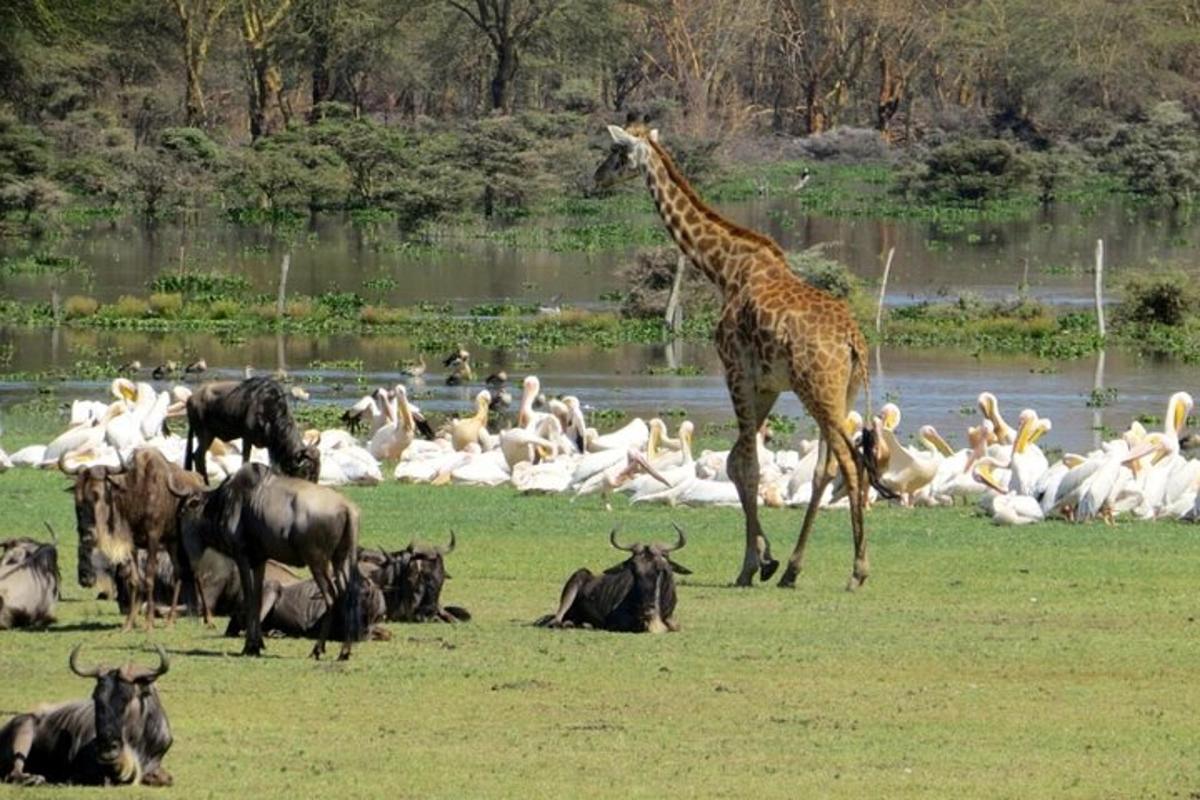 una girafa caminant davant d'un ramat d'animals