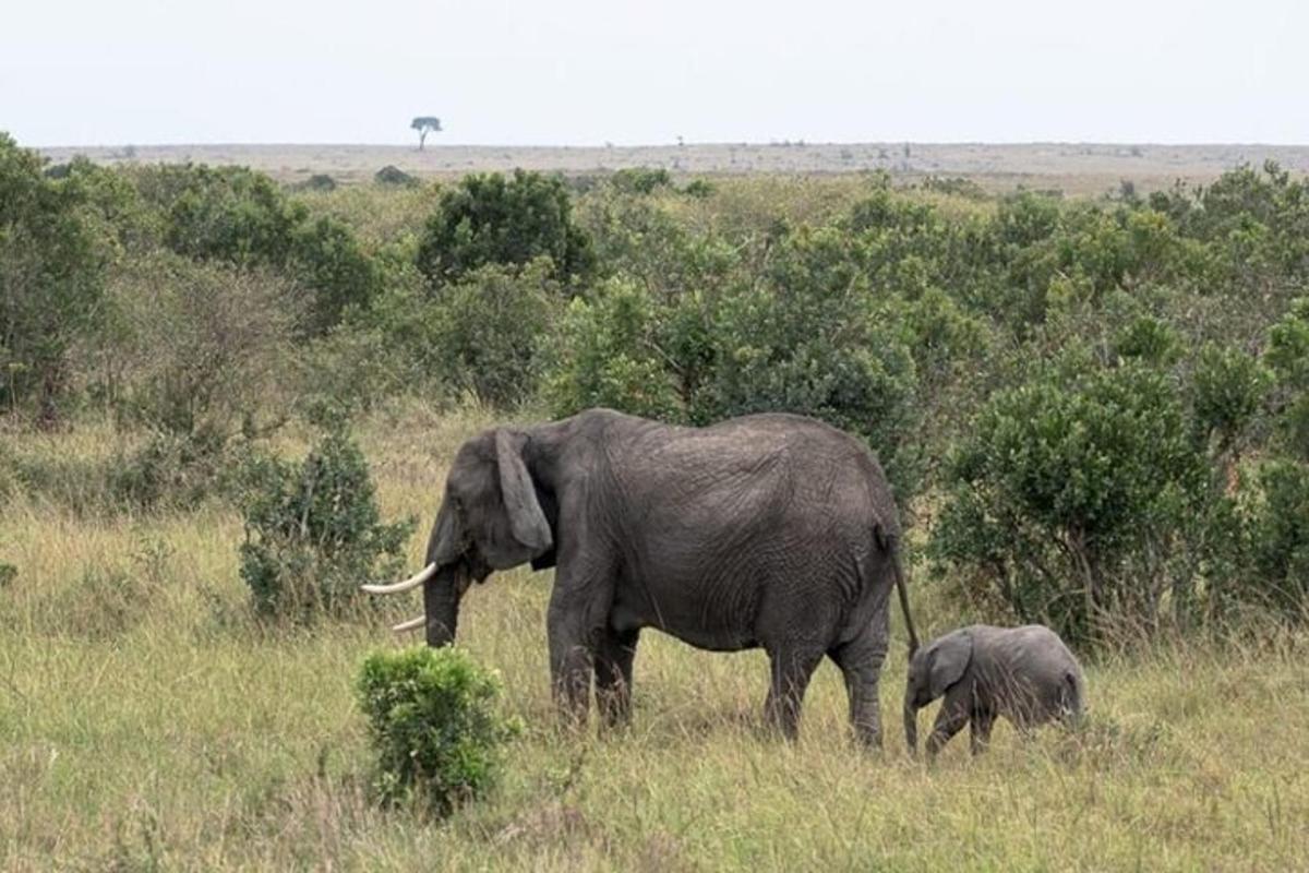ein erwachsener Elefant und ein Elefantenbaby, die auf einem Feld spazieren gehen