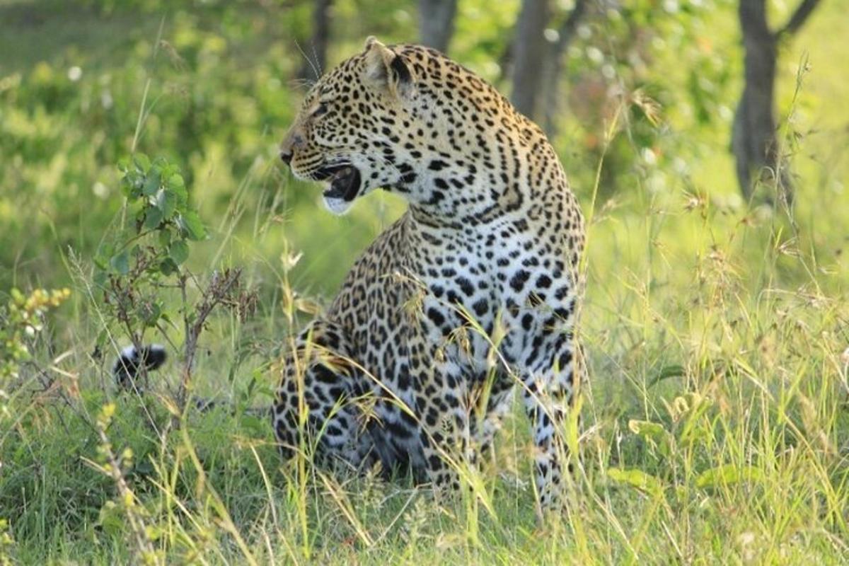 un lleopard assegut a l'herba amb la boca oberta