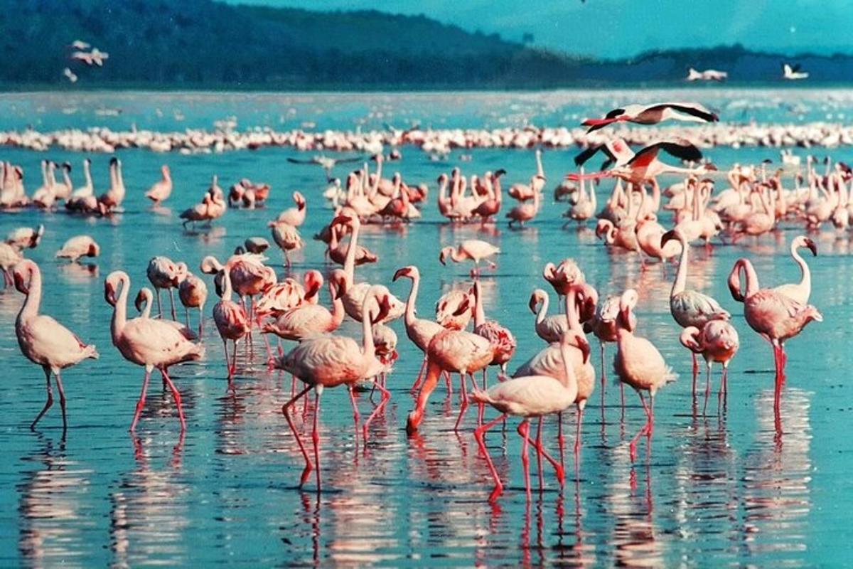 Una bandada de flamencos rosados de pie en el agua