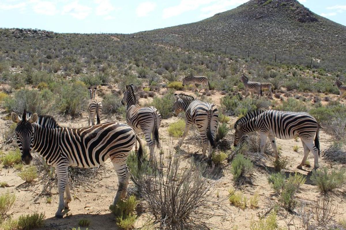 eine Herde Zebras steht auf einem Feld