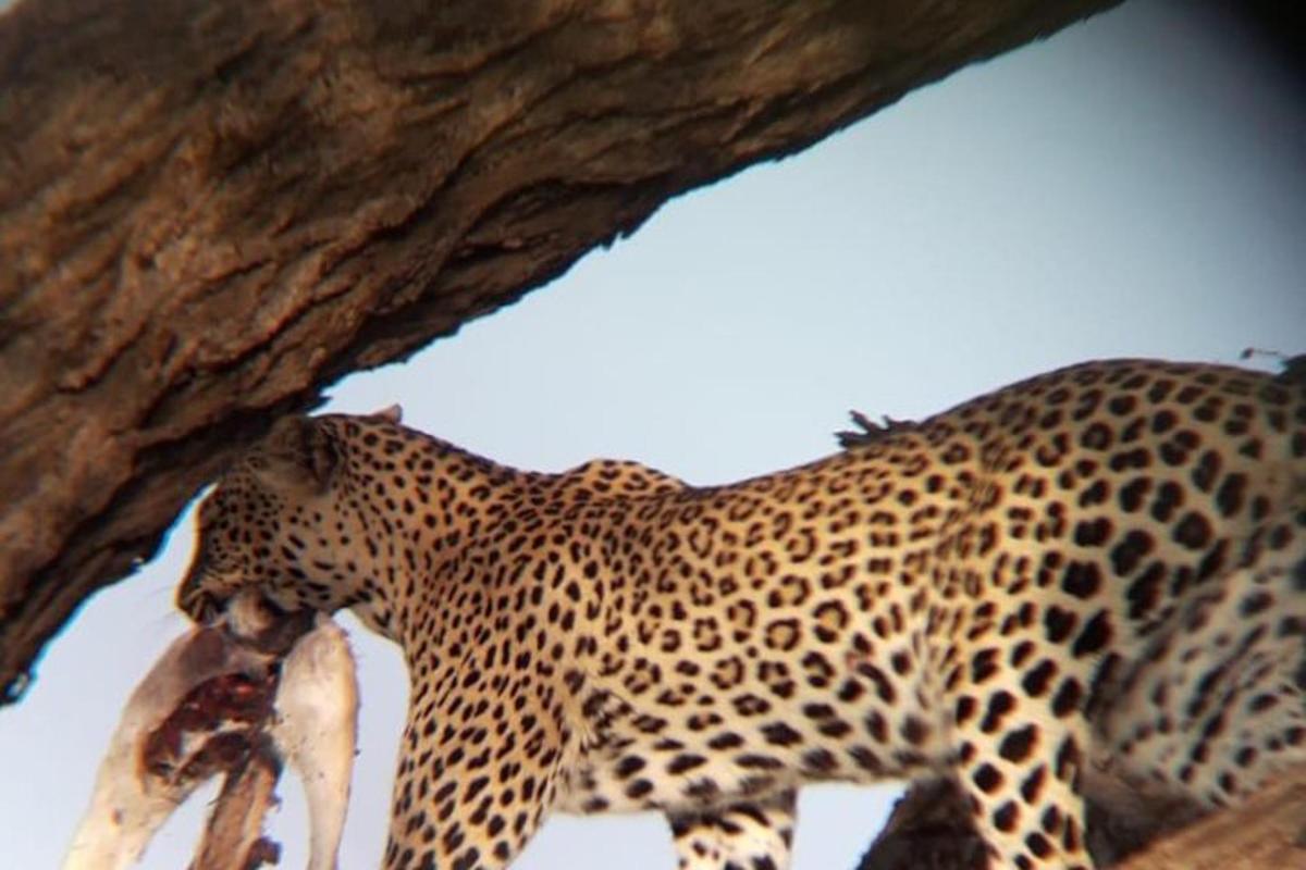 un guepard menjant un animal mort en un arbre