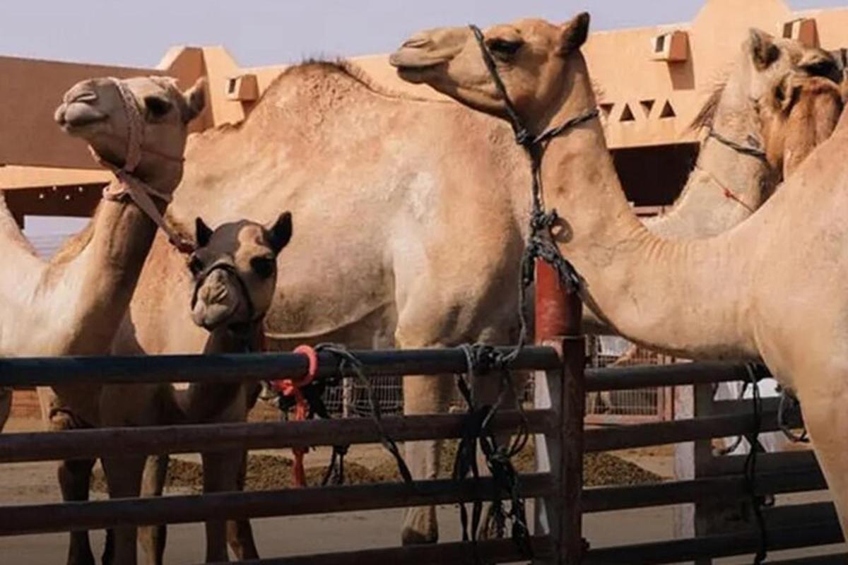 صورة رقم 3 للمعلم السياحي