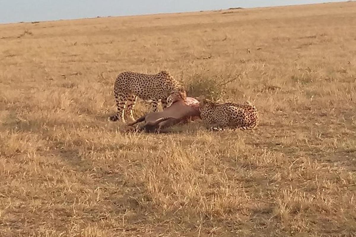dua cheetah dan seekor haiwan yang bertelur di padang