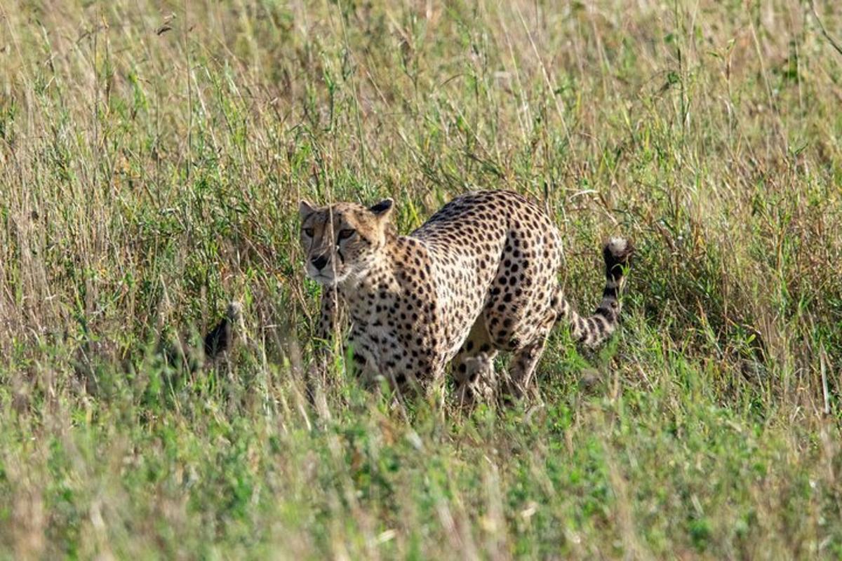 gepard kõnnib läbi kõrge rohuvälja