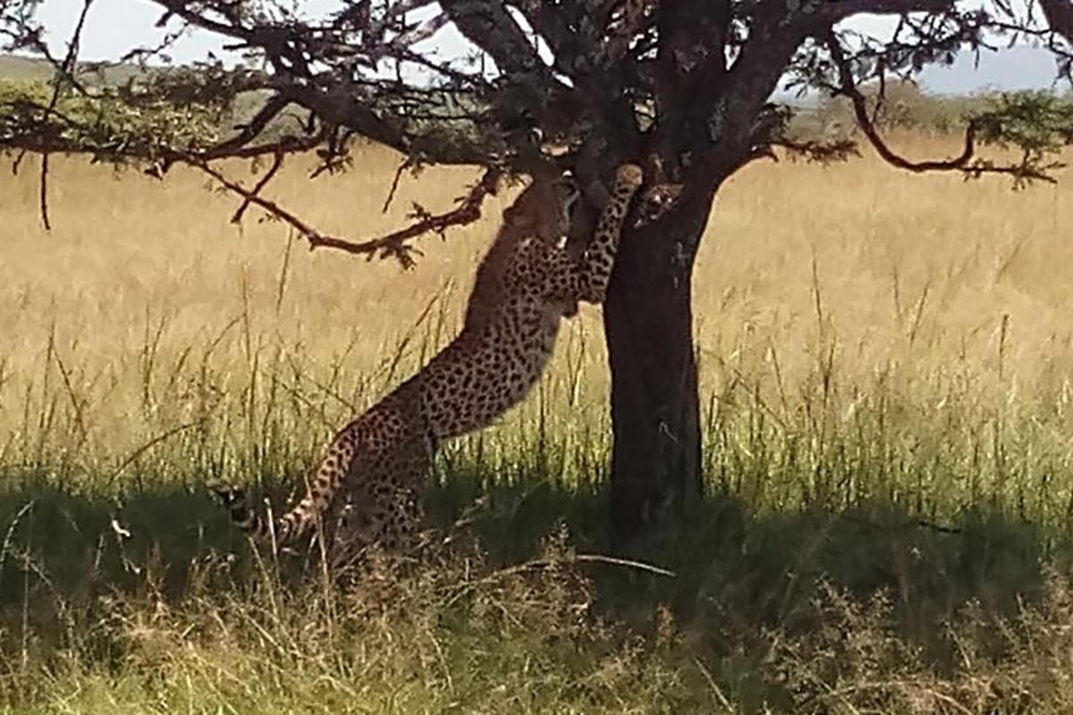 un guépard debout à côté d'un arbre