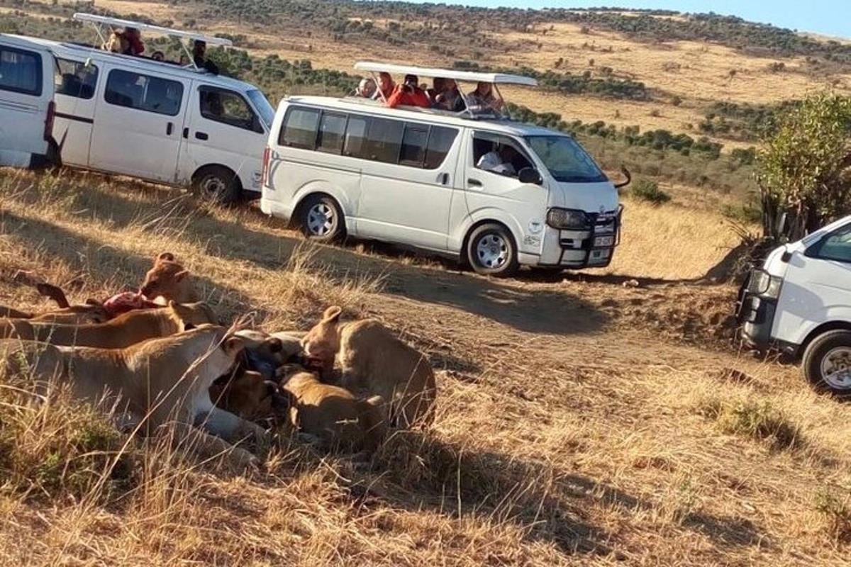 a group of animals laying in the grass next to vehicles