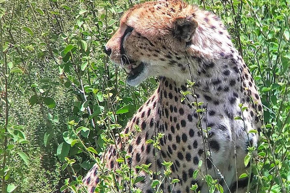 a cheetah standing in a field of grass