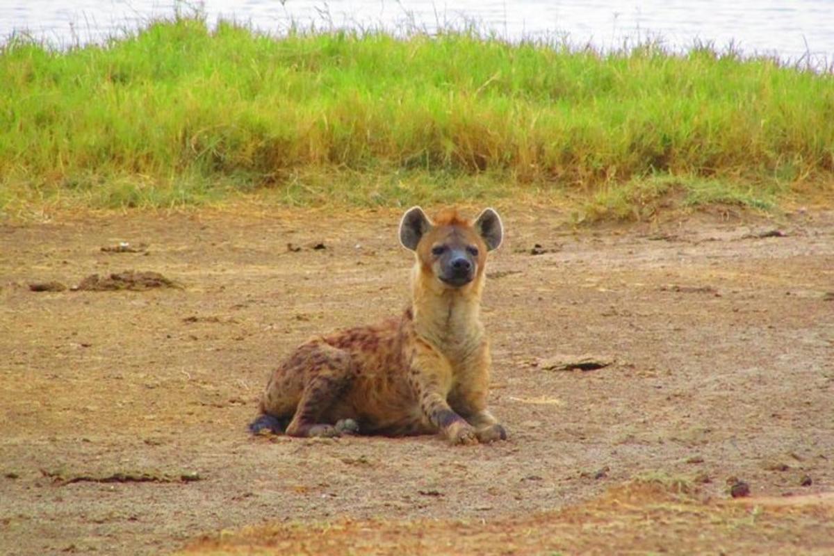 hyena sedící na zemi v hlíně