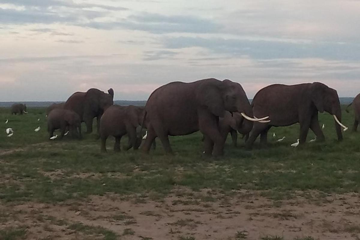 un ramat d'elefants caminant per un camp
