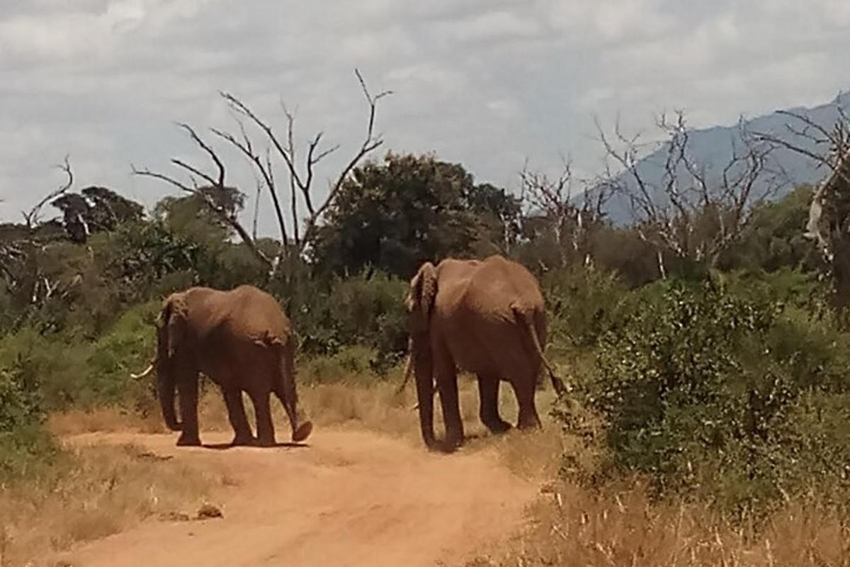 un grup d'elefants caminant per un camí de terra