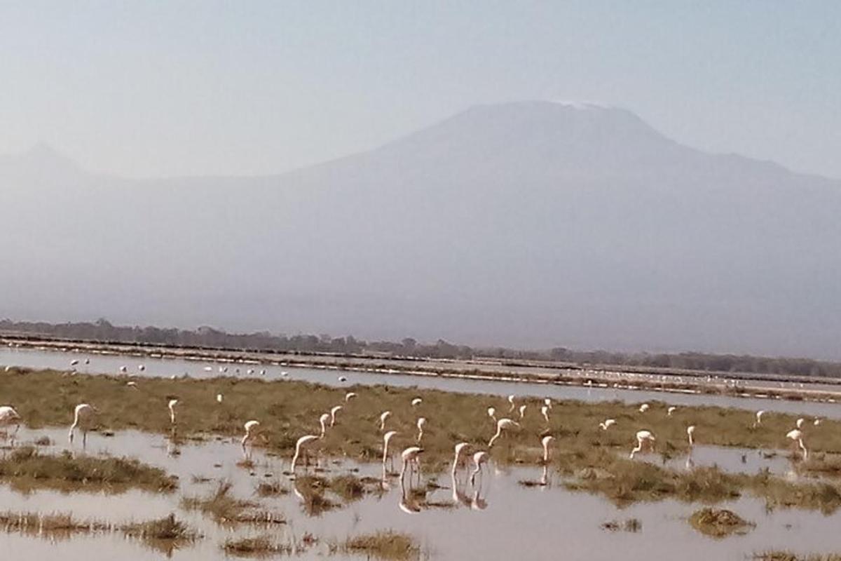 un grup de flamencs drets en una massa d'aigua